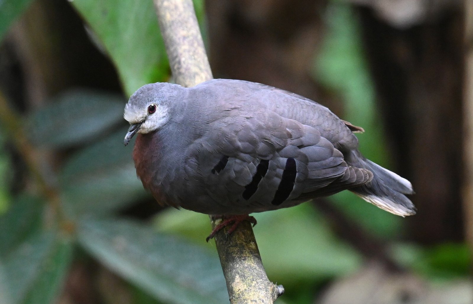 Purperborstgrondduif (Paraclaravis mondetoura)