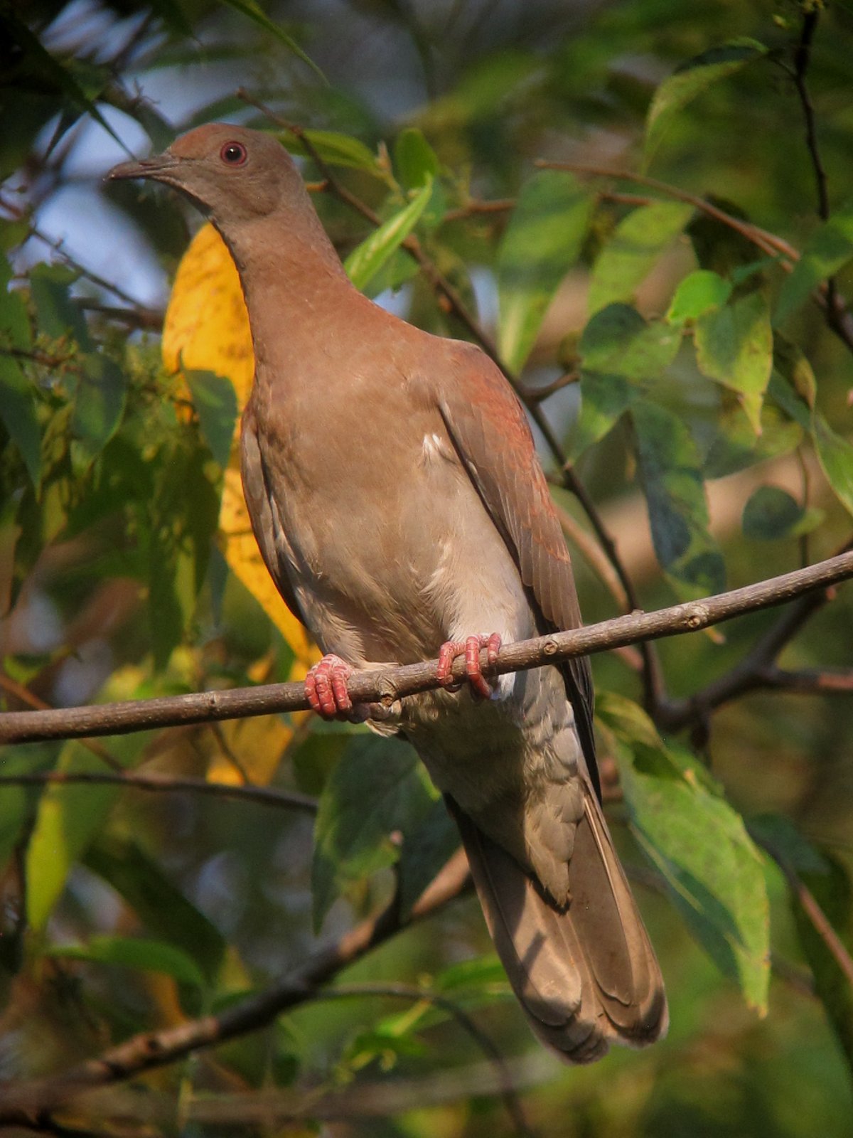 Purperduif (Patagioenas subvinacea)