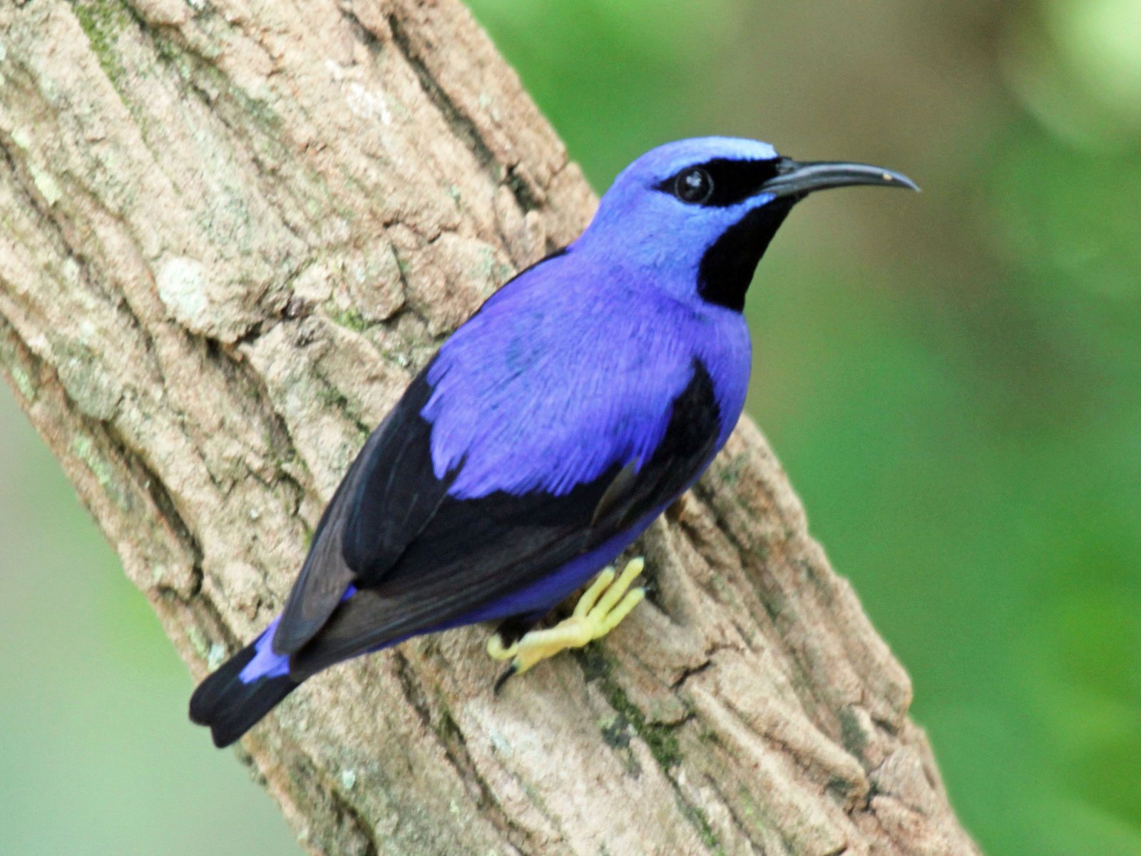 Purpersuikervogel (Cyanerpes caeruleus)