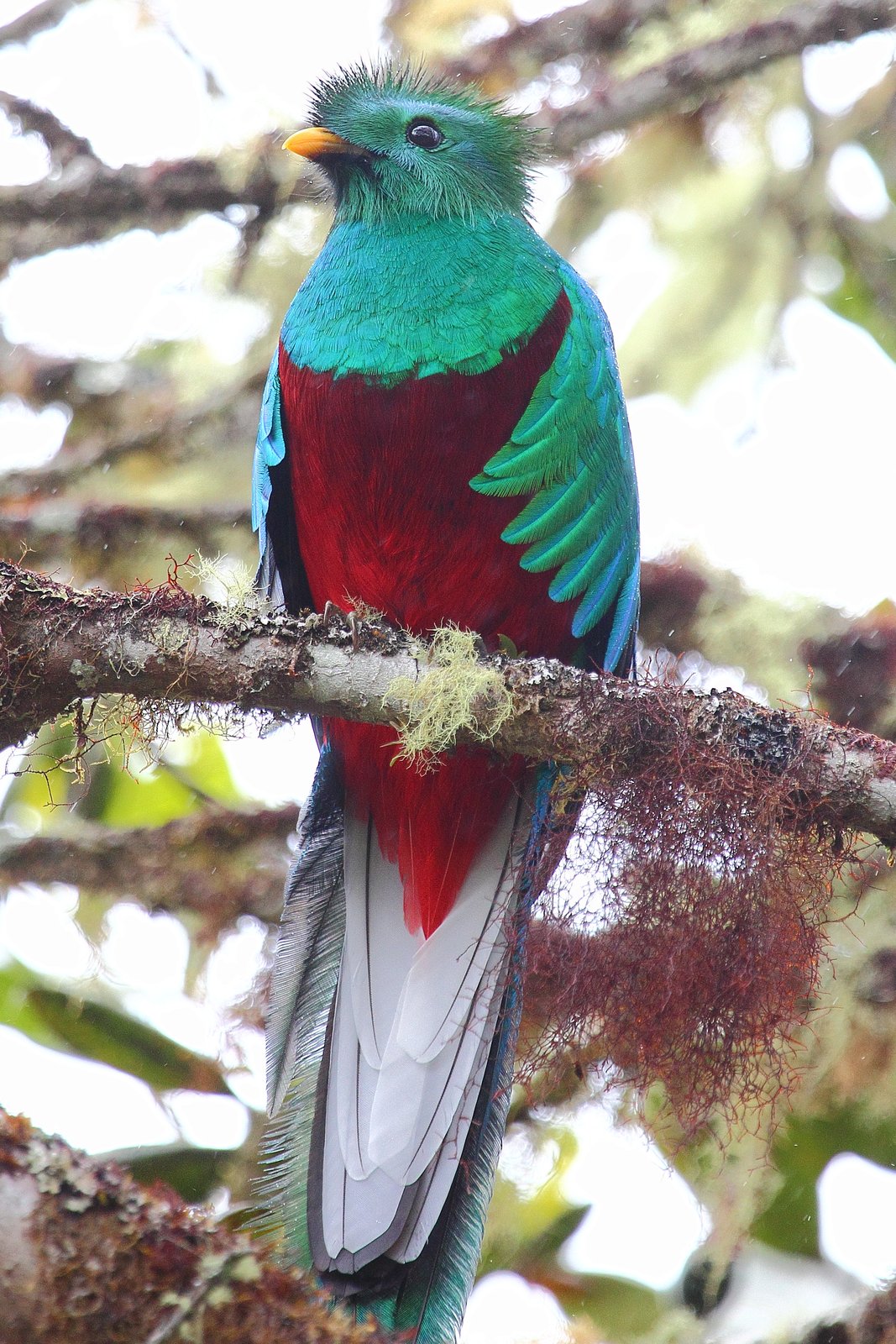 Quetzal (Pharomachrus mocinno)