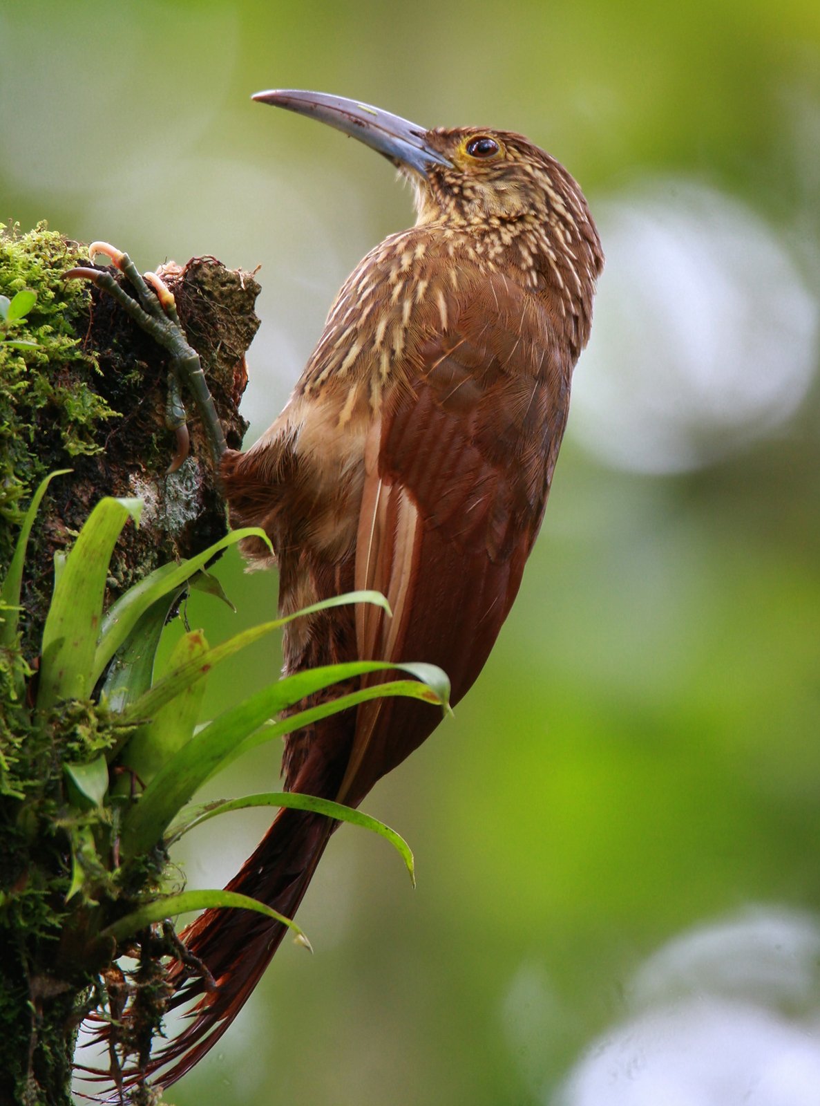 Reuzenmuisspecht (Xiphocolaptes promeropirhynchus)