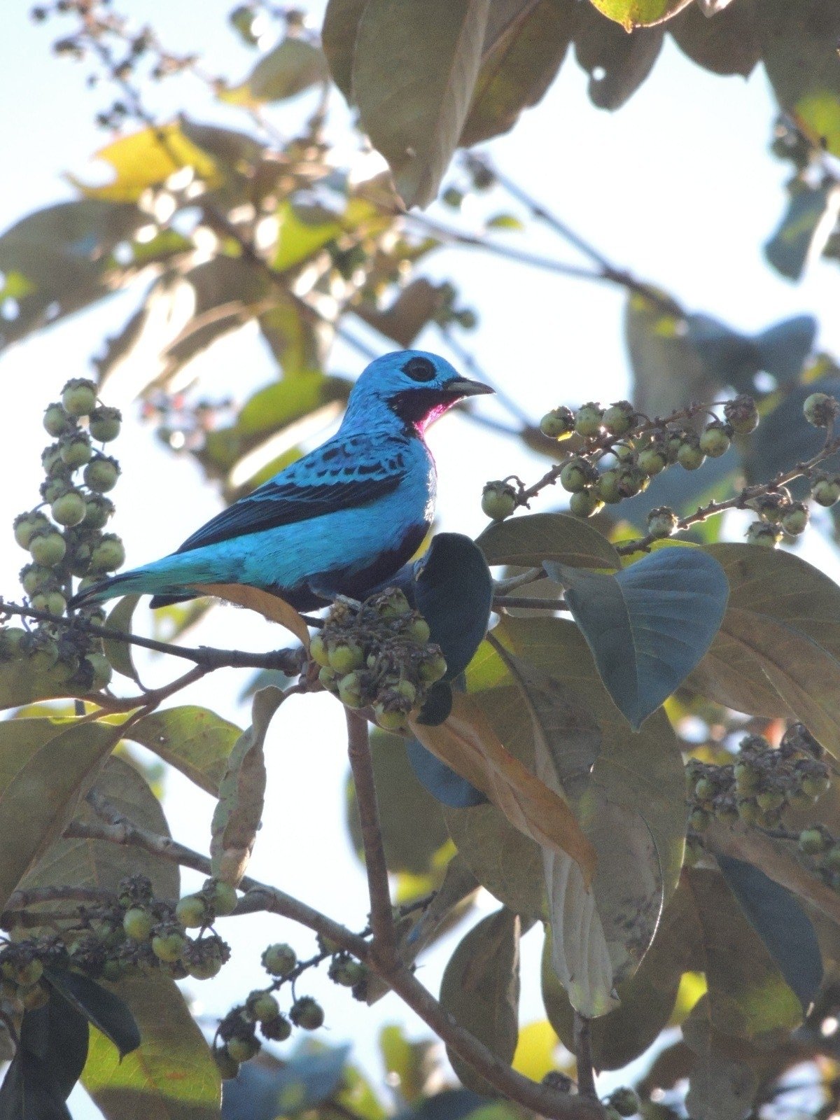 Ridgways cotinga (Cotinga ridgwayi)