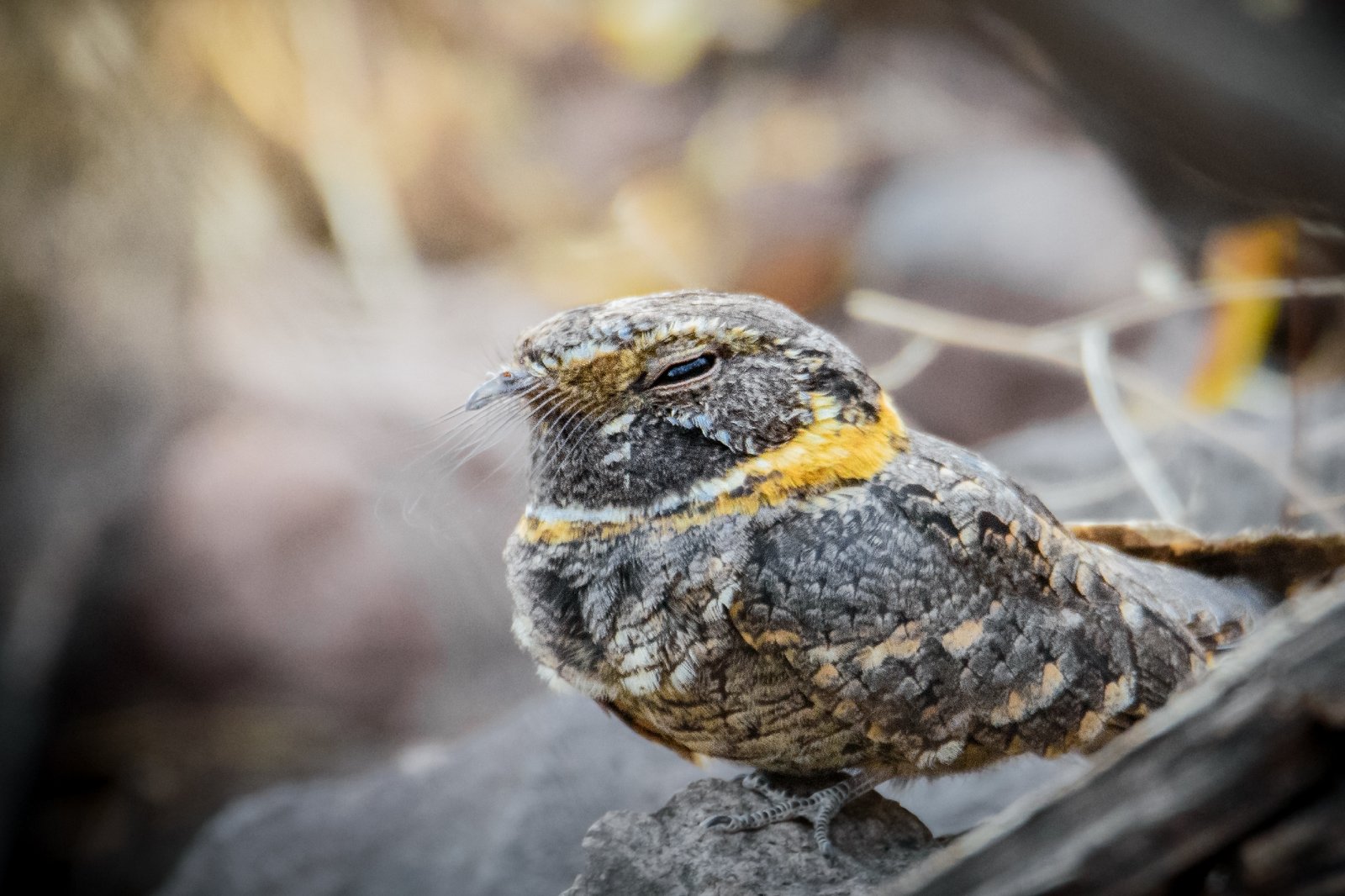 Ridgways whippoorwill (Antrostomus ridgwayi)