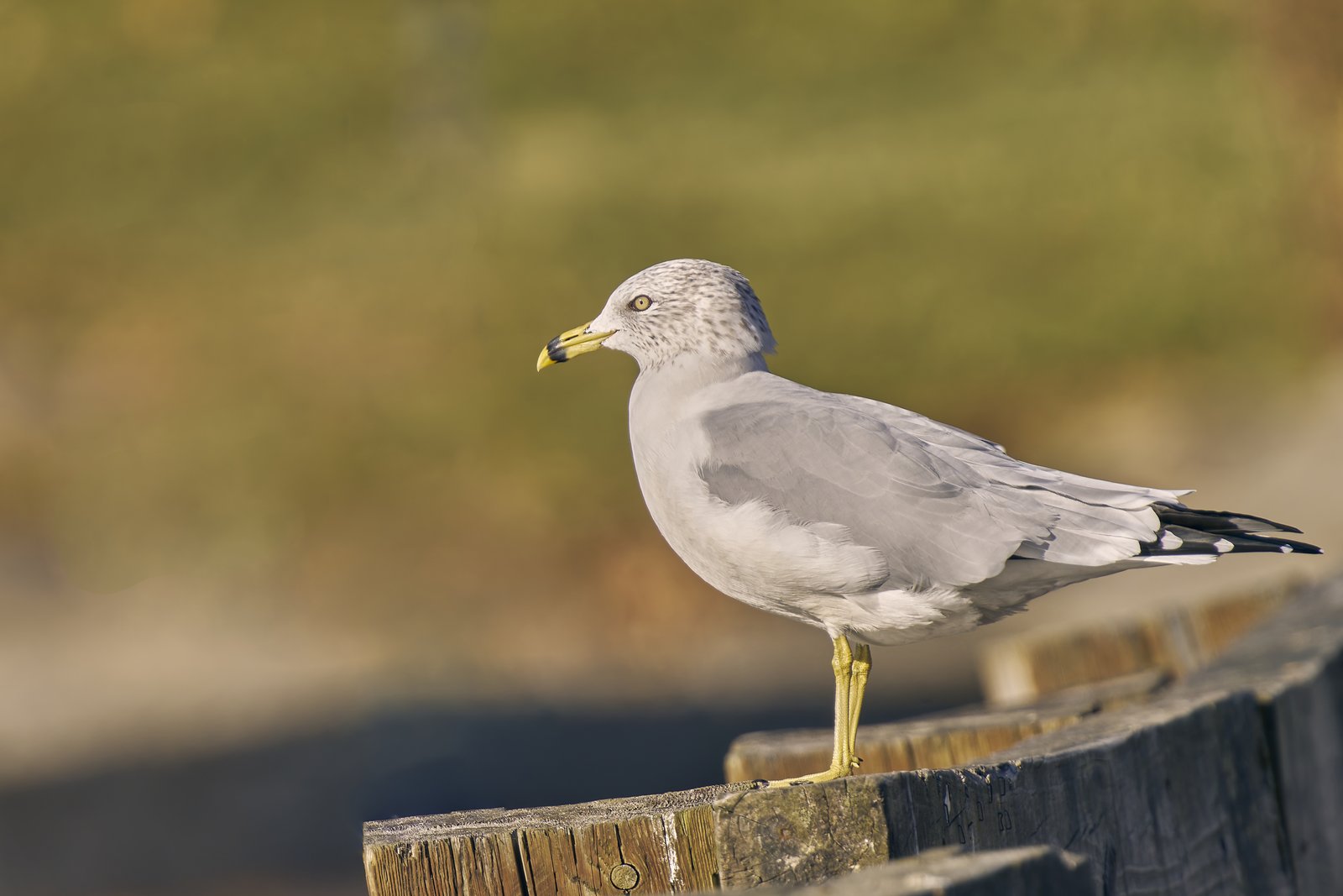 Ringsnavelmeeuw (Larus delawarensis)