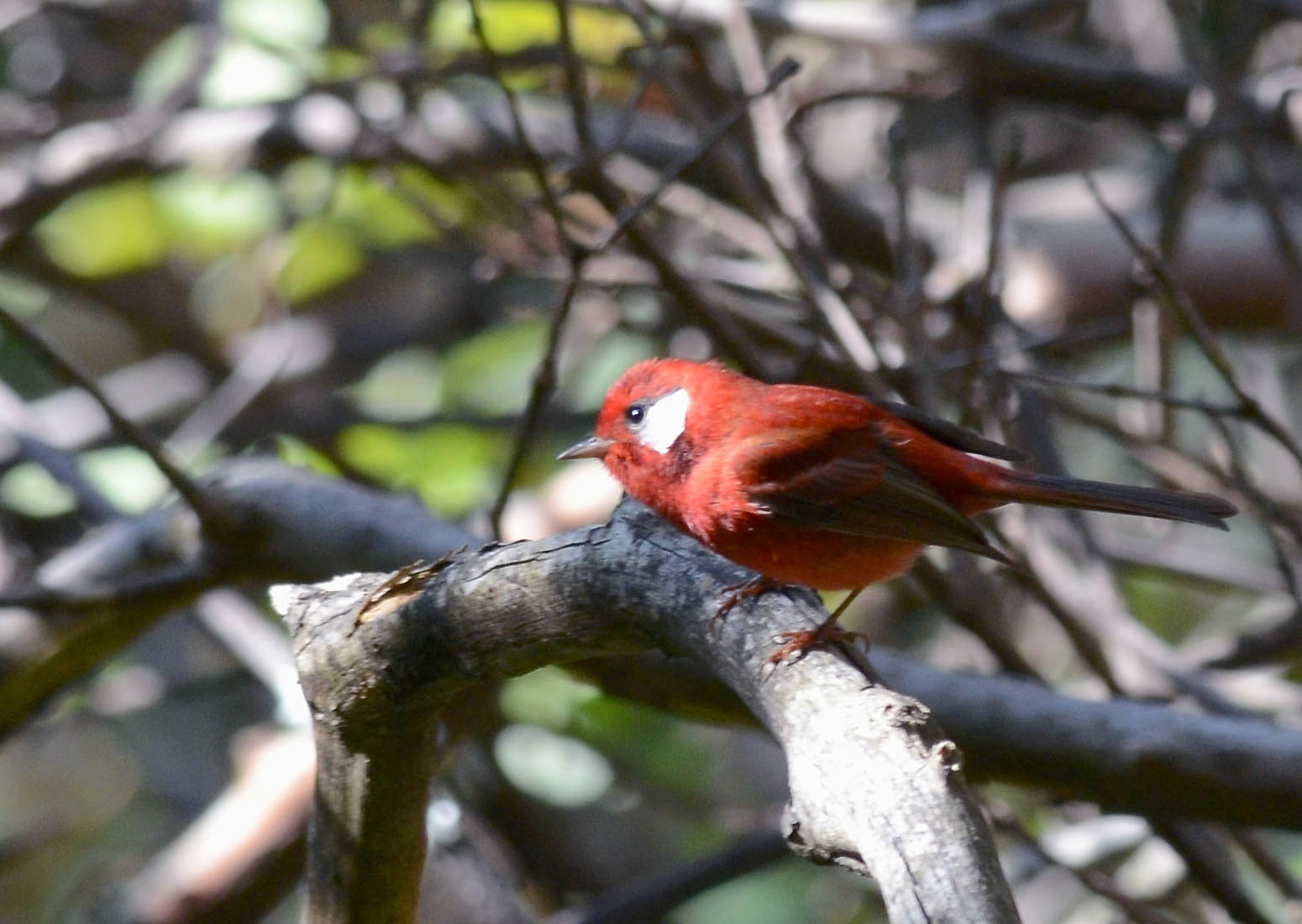 Rode zanger (Cardellina rubra)