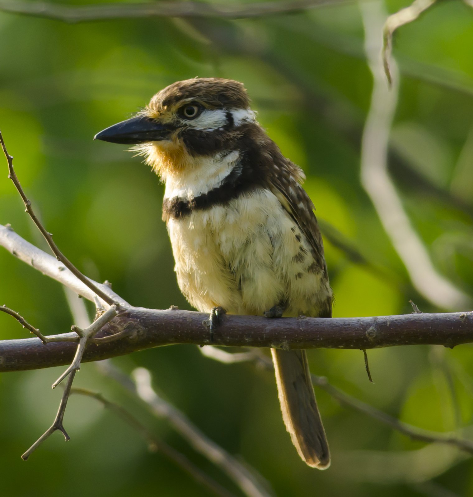 Roestkeelbaardkoekoek (Hypnelus ruficollis)