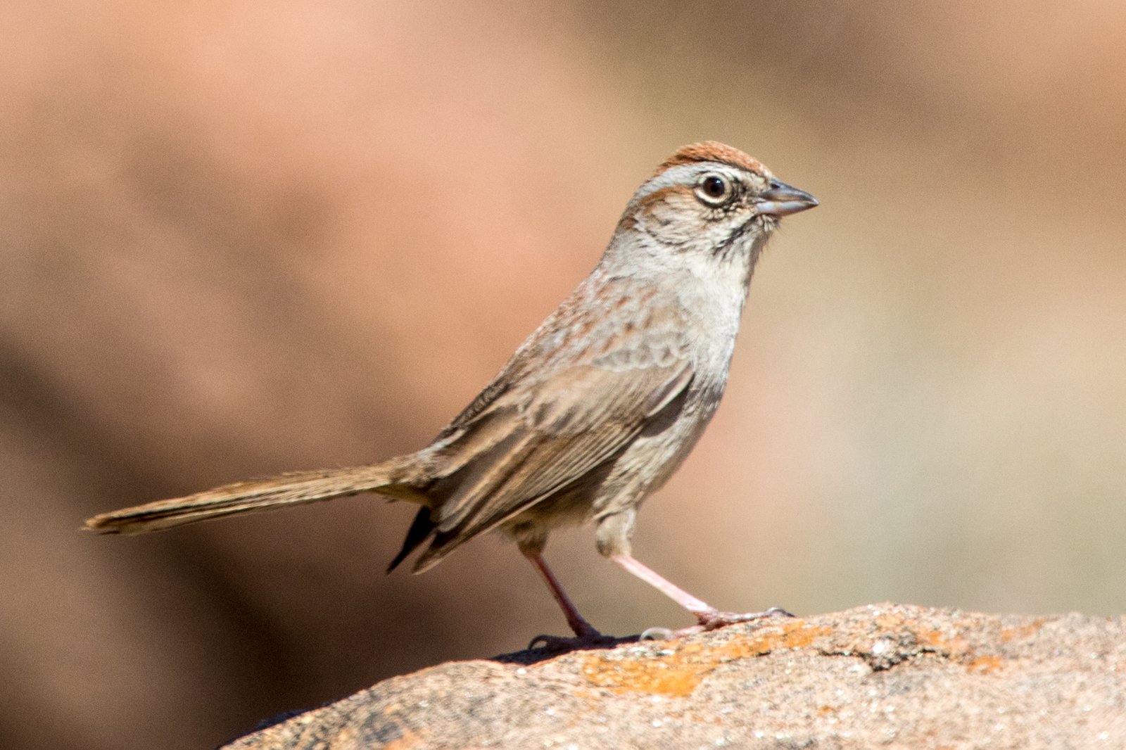 Roestkruingors (Aimophila ruficeps)