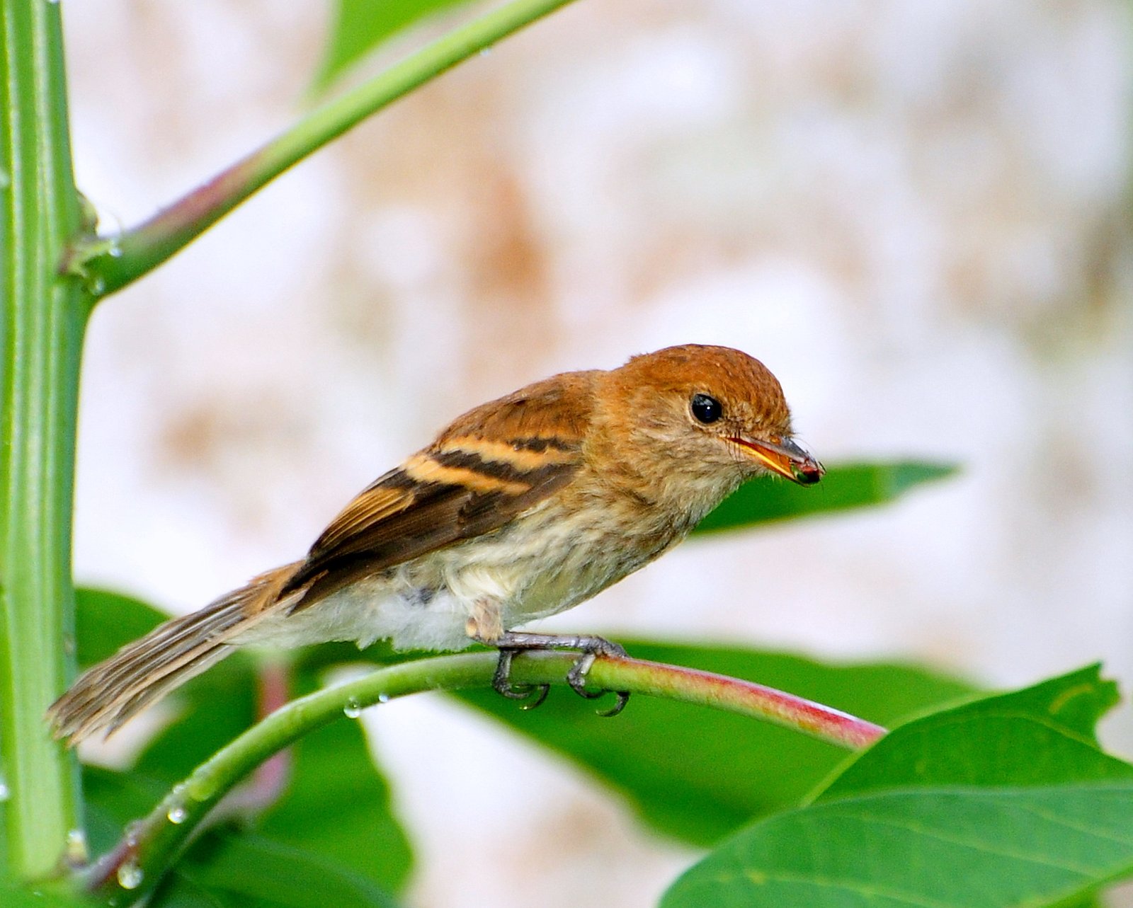 Roesttiran (Myiophobus fasciatus)