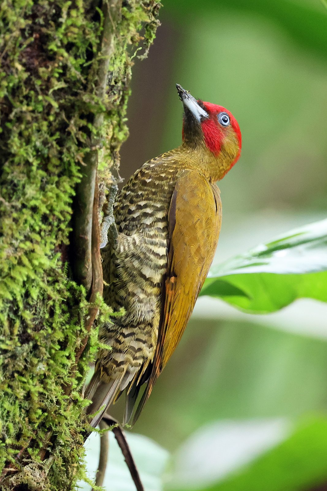 Roestvleugelspecht (Piculus simplex)
