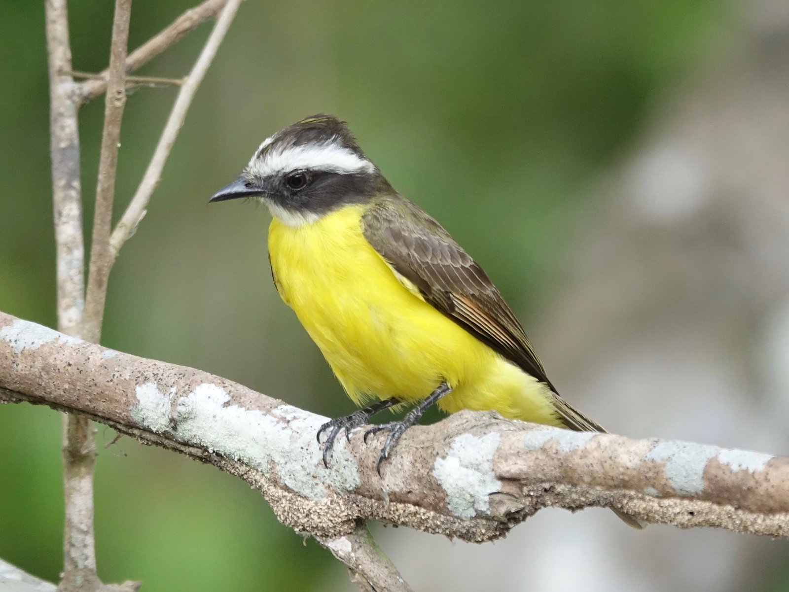 Roestvleugeltiran (Myiozetetes cayanensis)