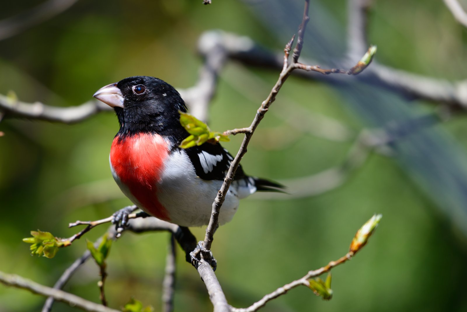 Roodborstkardinaal (Pheucticus ludovicianus)