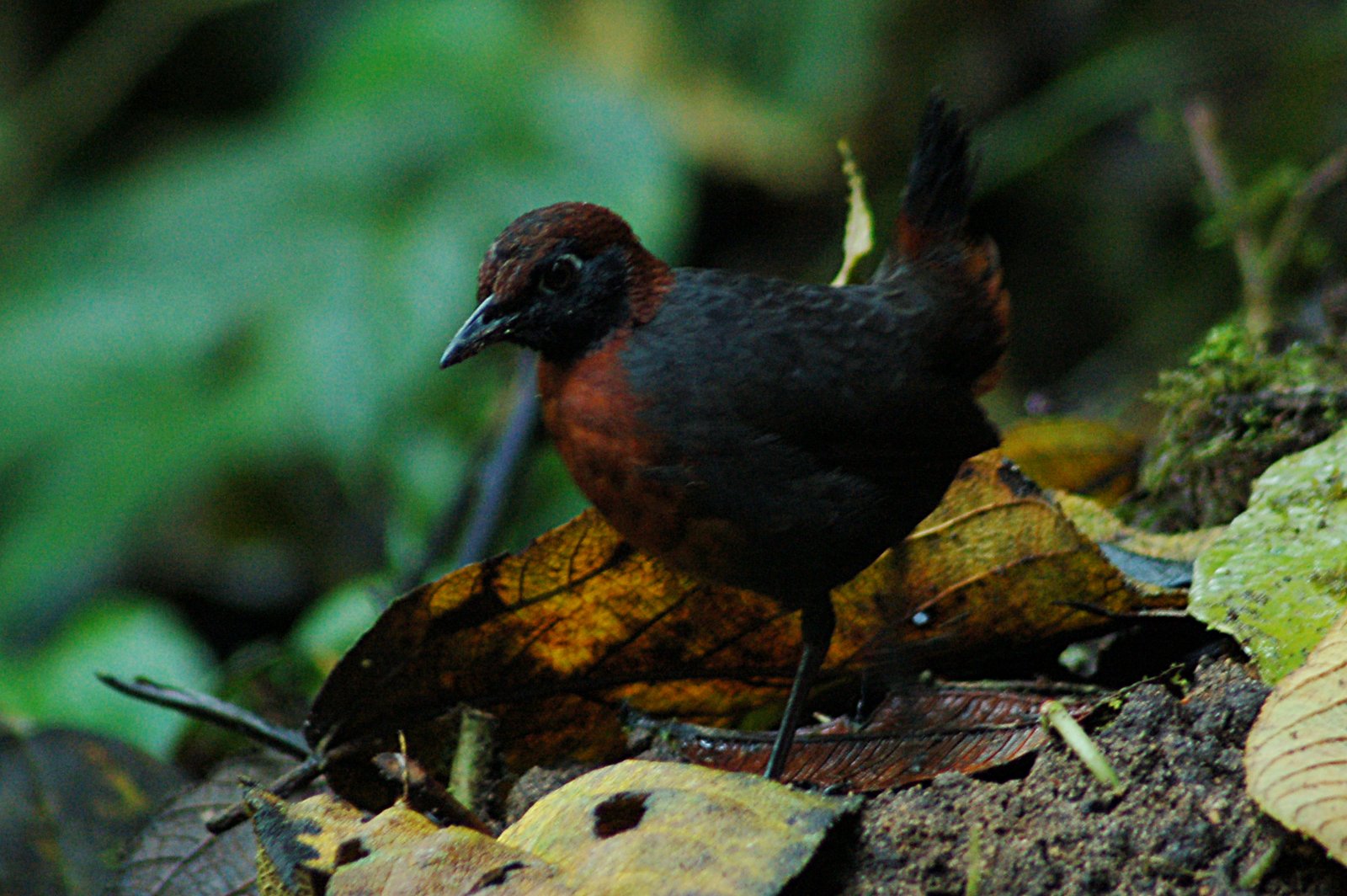 Roodborstmierlijster (Formicarius rufipectus)