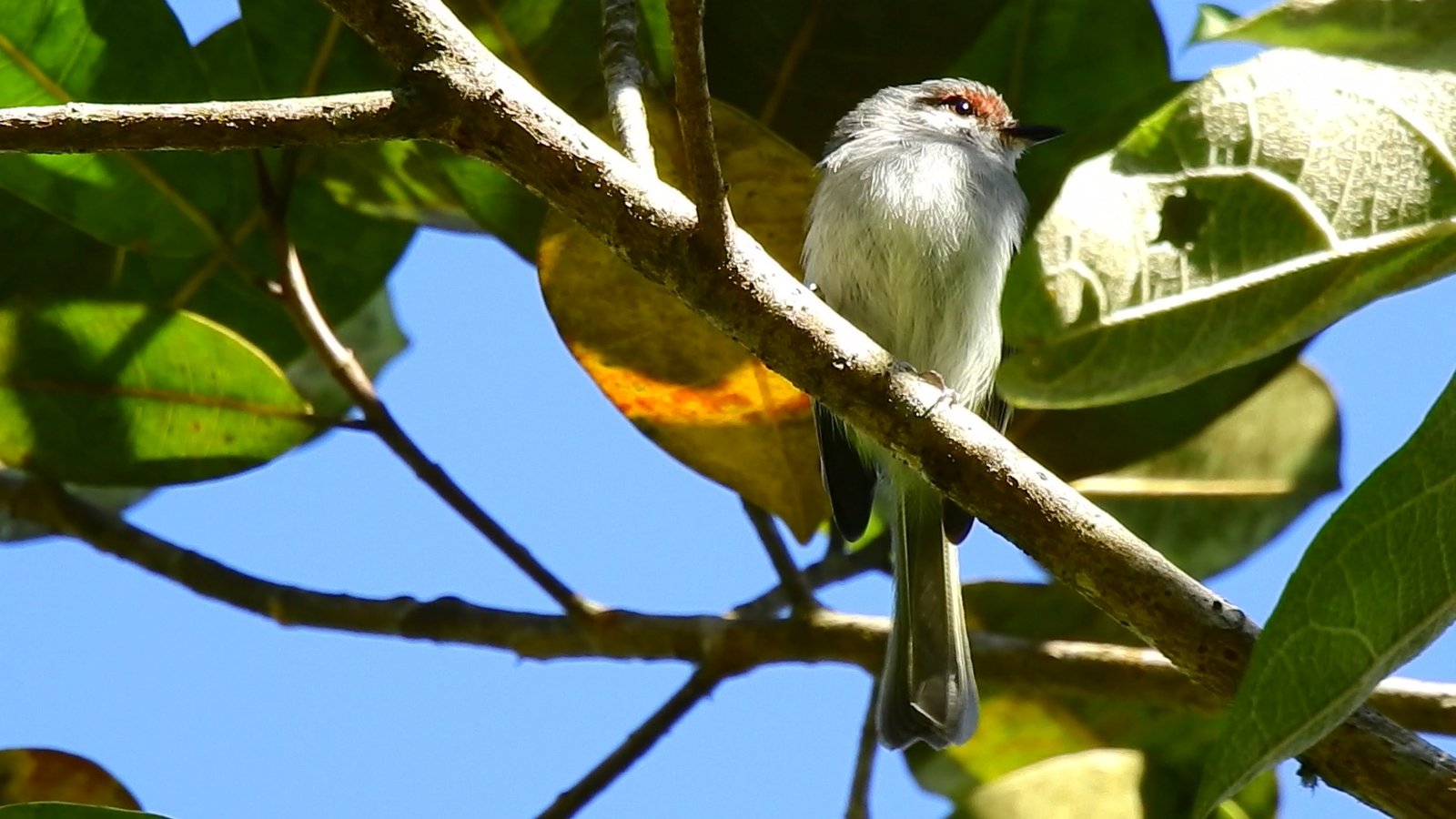 Roodbrauwlooftiran (Phylloscartes superciliaris)