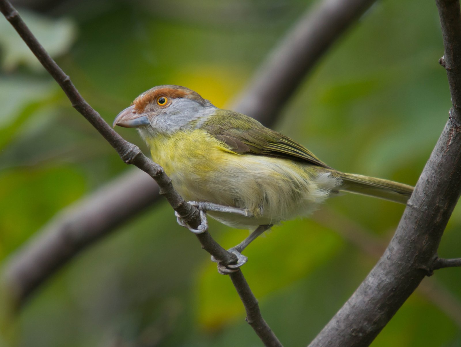 Roodbrauwpeperklauwier (Cyclarhis gujanensis)