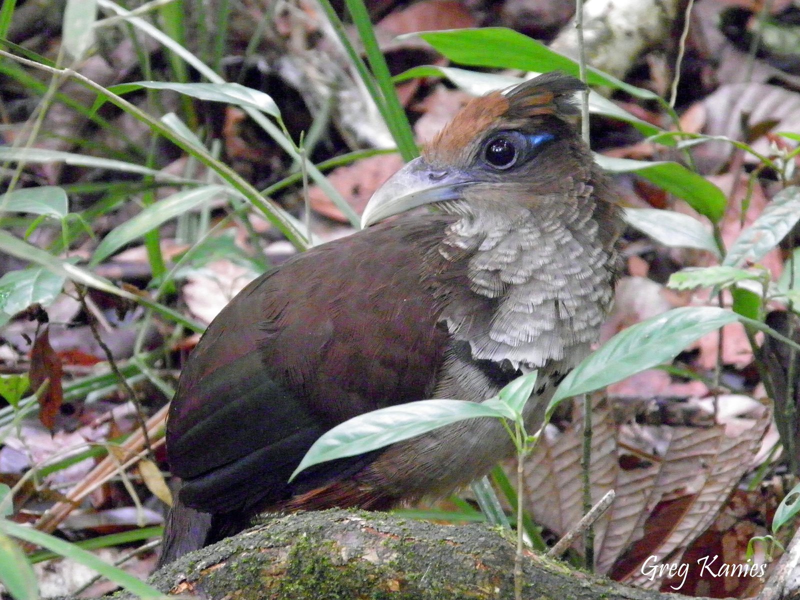 Roodbuikgrondkoekoek (Neomorphus geoffroyi)