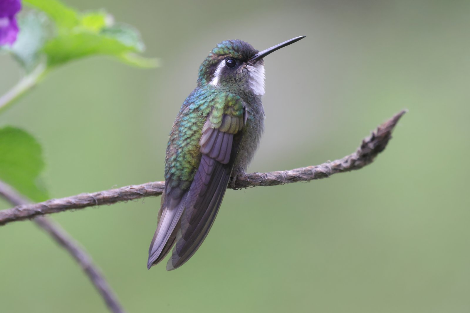 Roodbuikjuweelkolibrie (Lampornis castaneoventris)
