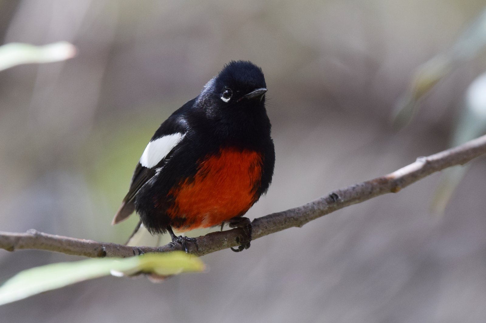 Roodbuikzanger (Myioborus pictus)