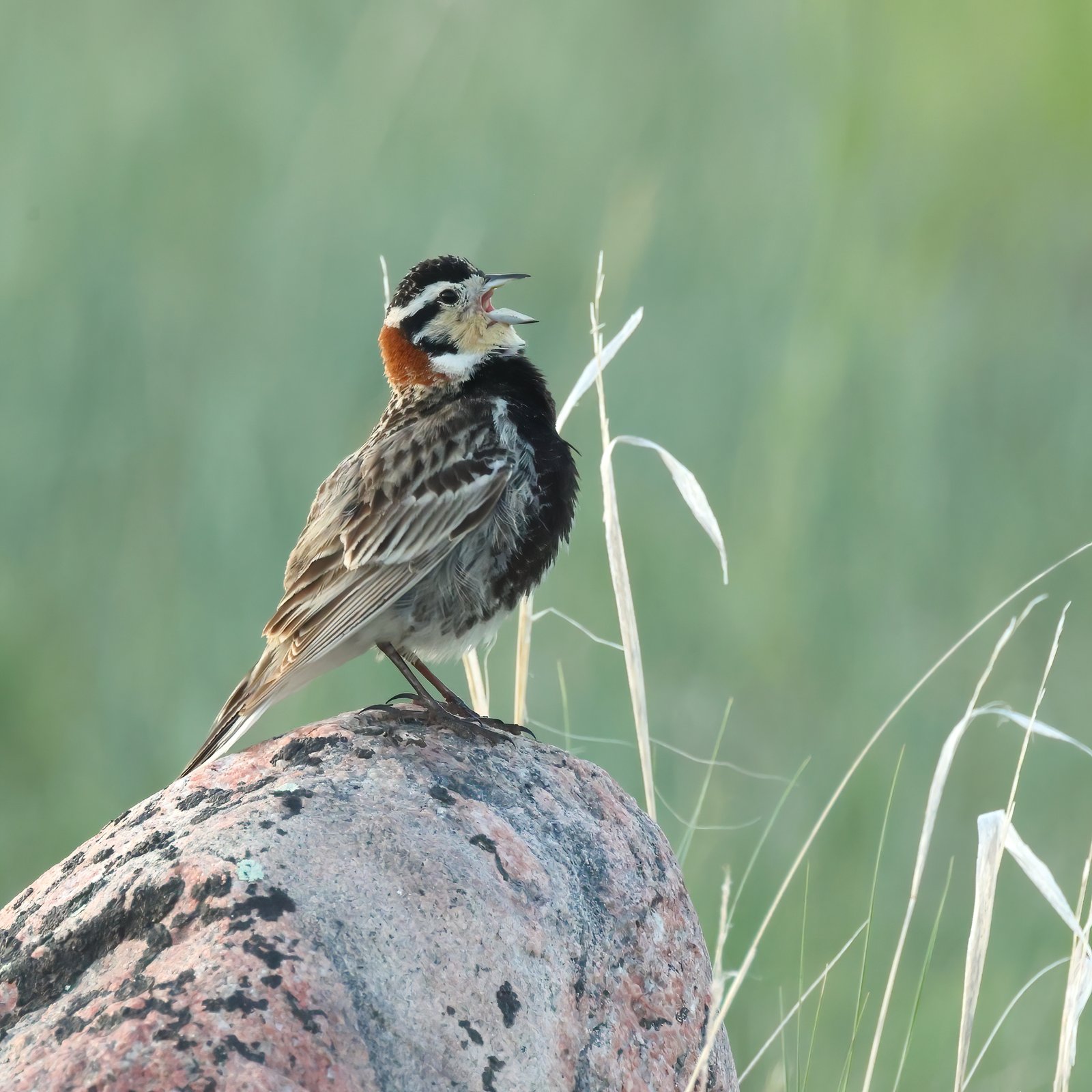 Roodhalsgors (Calcarius ornatus)
