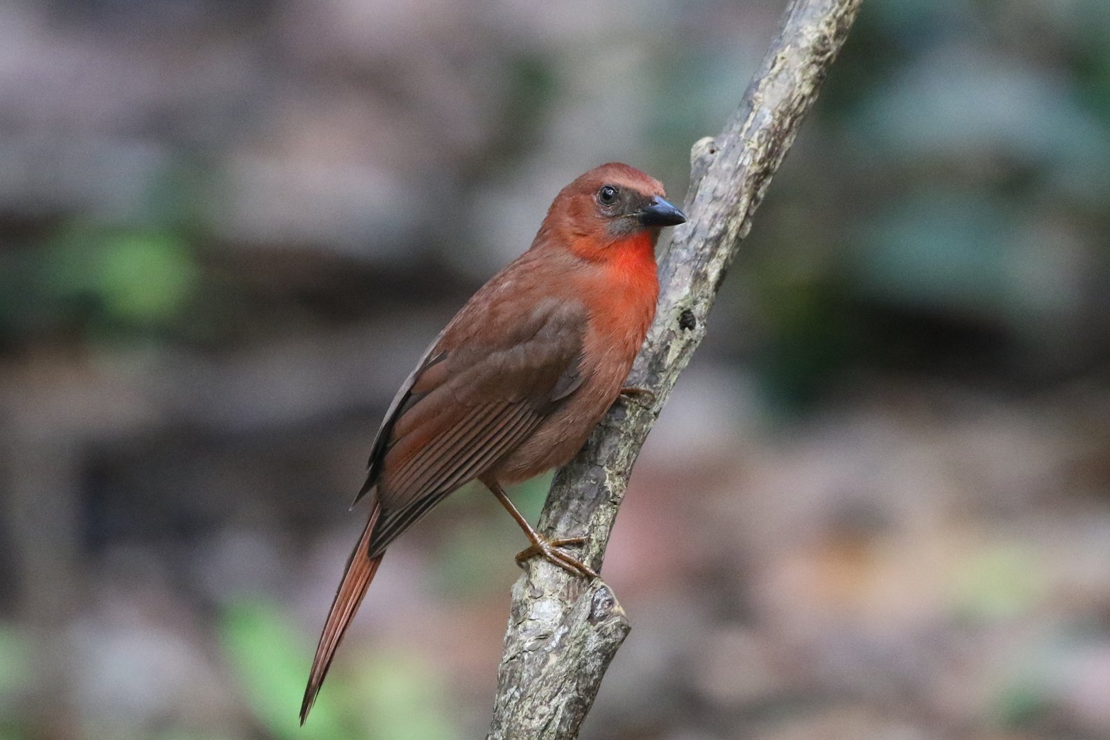 Roodkeelmiertangare (Driophlox fuscicauda)