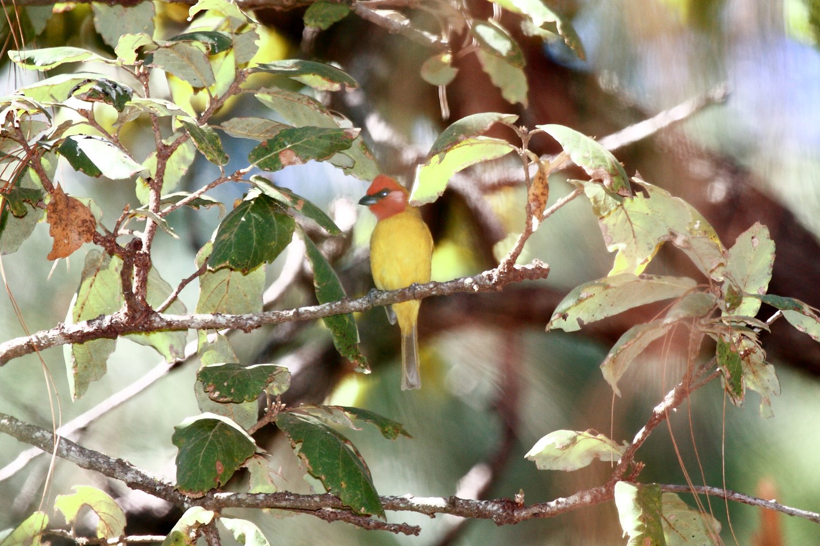 Roodkoptangare (Piranga erythrocephala)