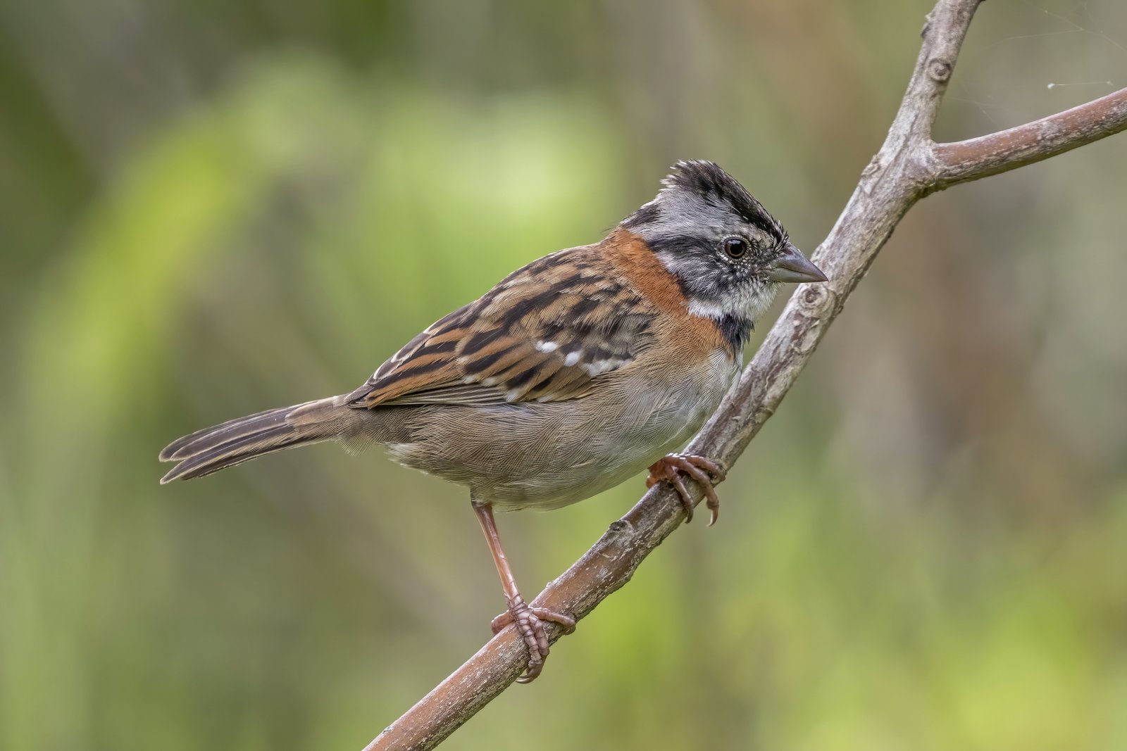 Roodkraaggors (Zonotrichia capensis)