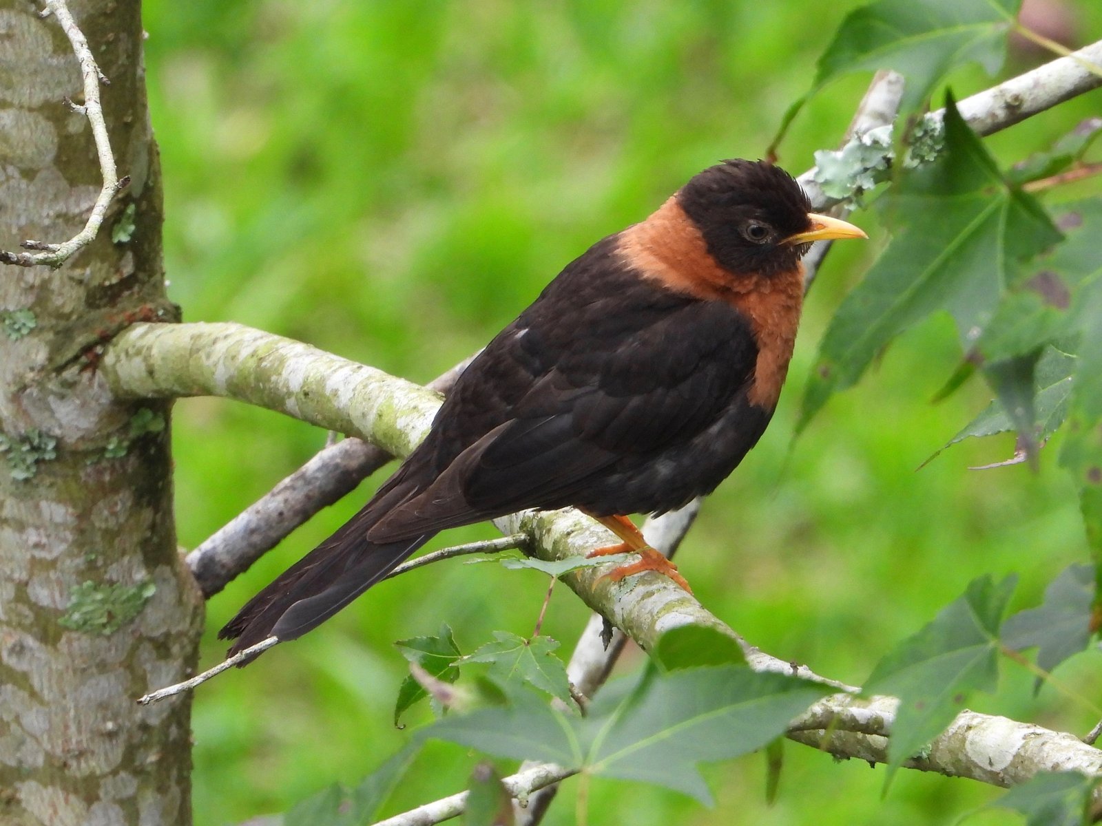 Roodkraaglijster (Turdus rufitorques)