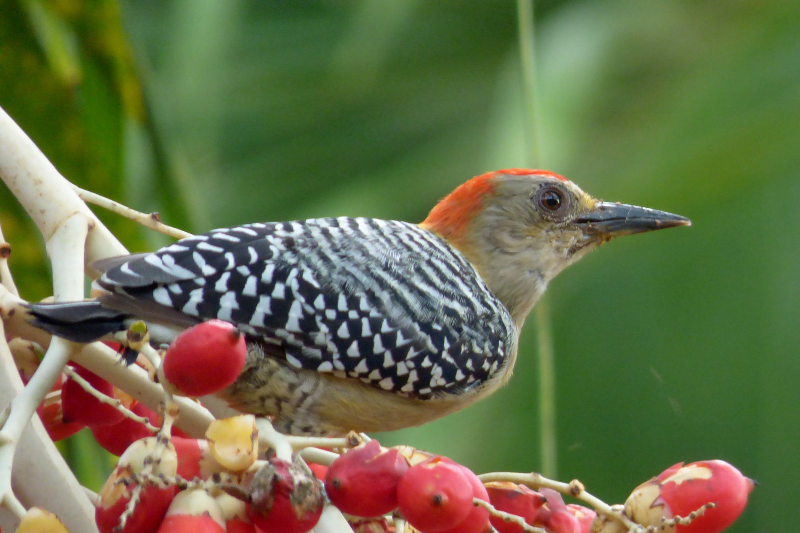 Roodkruinspecht (Melanerpes rubricapillus)