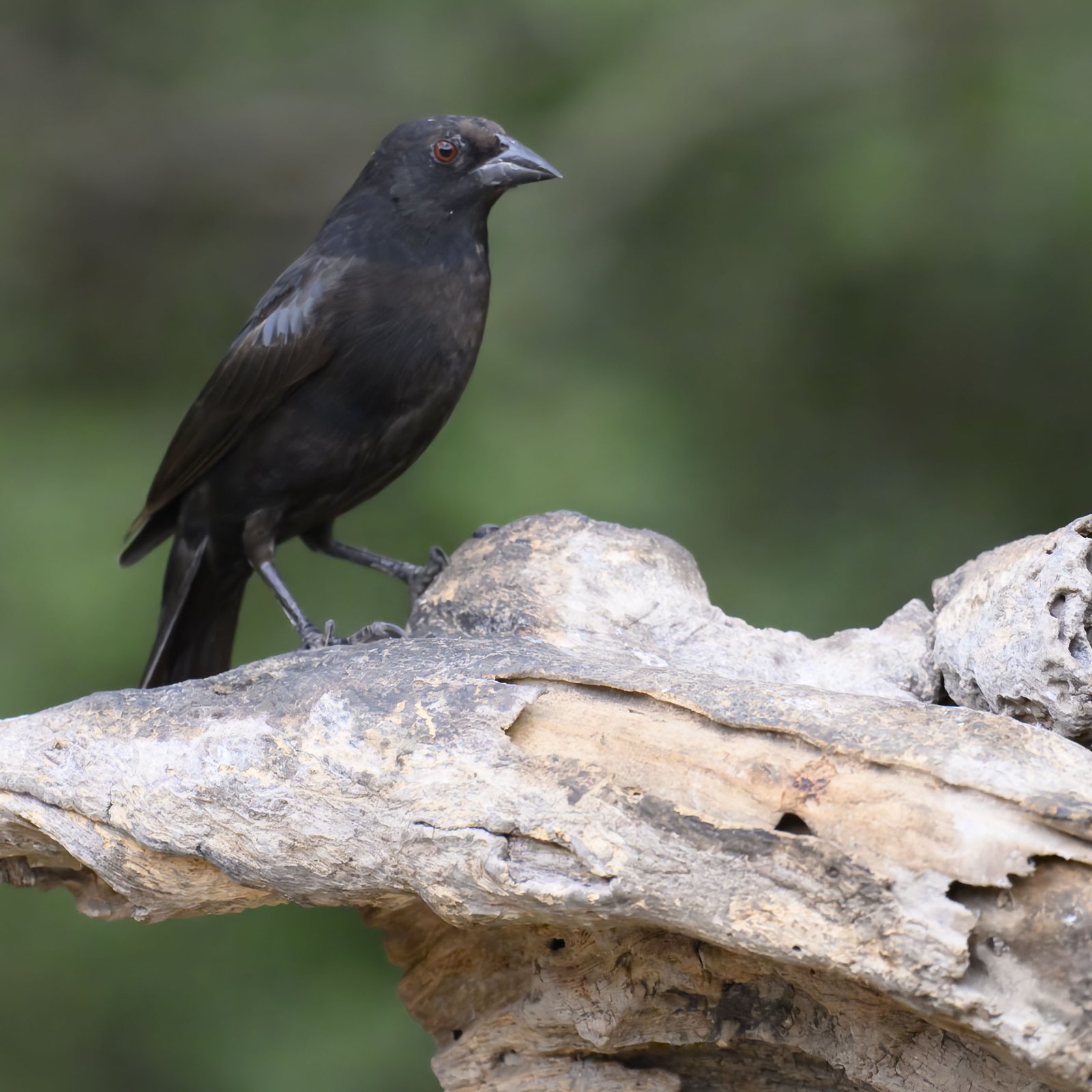 Roodoogkoevogel (Molothrus aeneus)