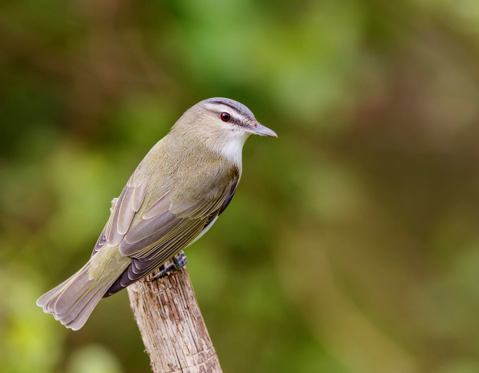 Roodoogvireo (Vireo olivaceus)