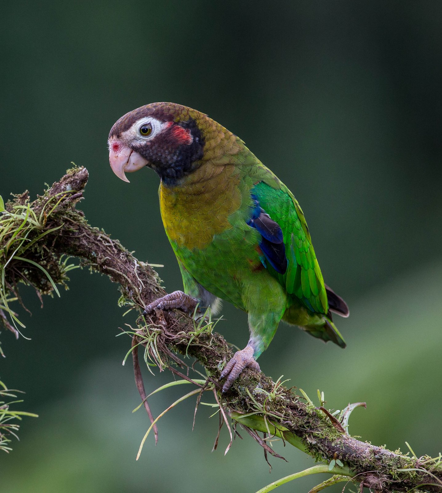 Roodoorpapegaai (Pyrilia haematotis)