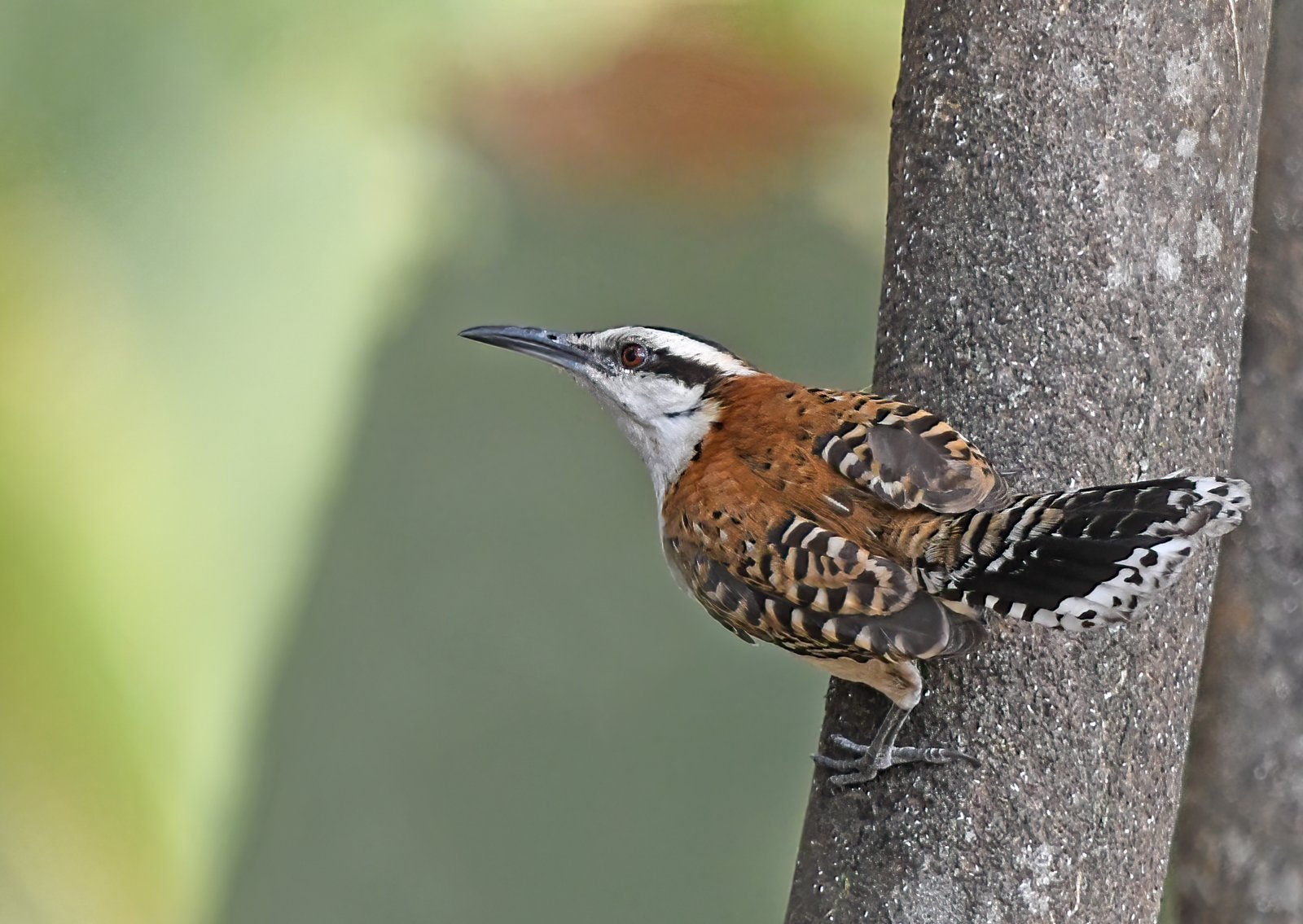 Roodrugwinterkoning (Campylorhynchus capistratus)