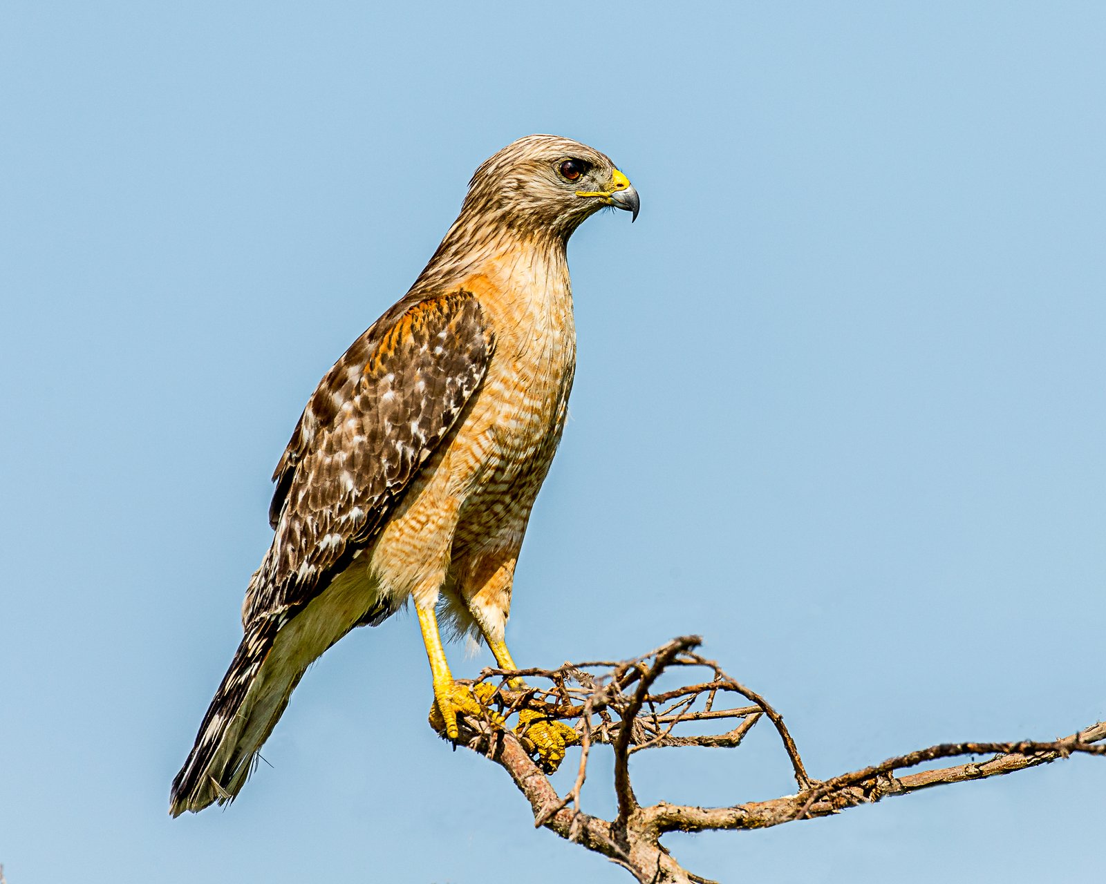 Roodschouderbuizerd (Buteo lineatus)