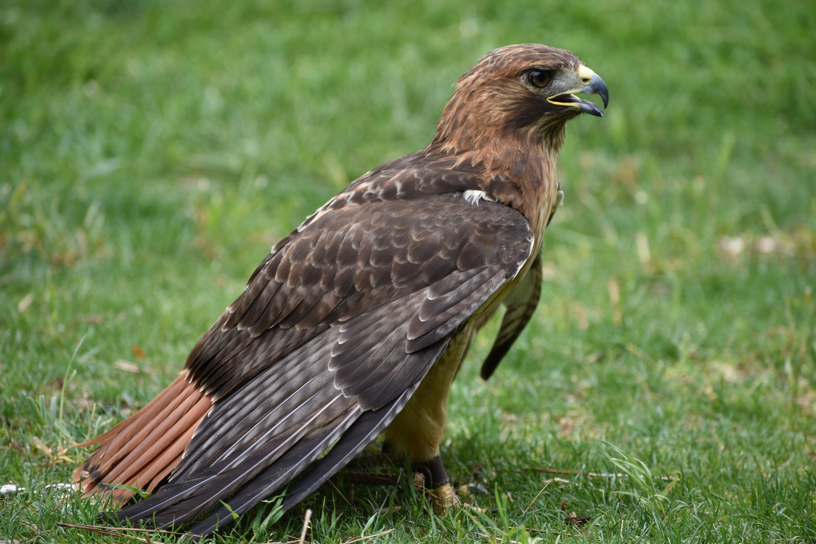 Roodstaartbuizerd (Buteo jamaicensis)