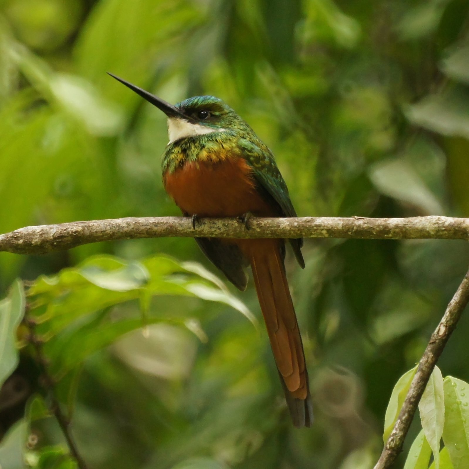 Roodstaartglansvogel (Galbula ruficauda)