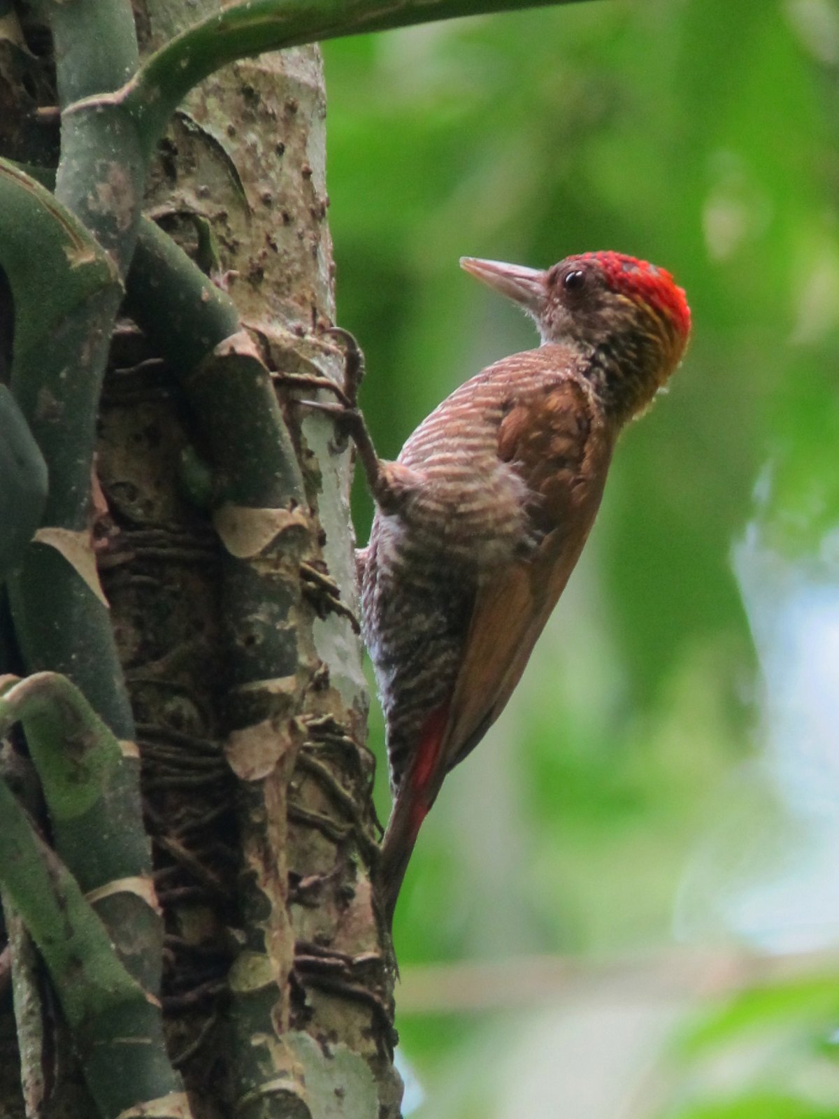Roodstuitspecht (Veniliornis kirkii)