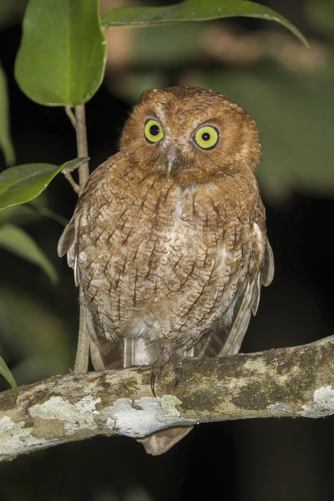 Roodwangschreeuwuil (Megascops guatemalae)