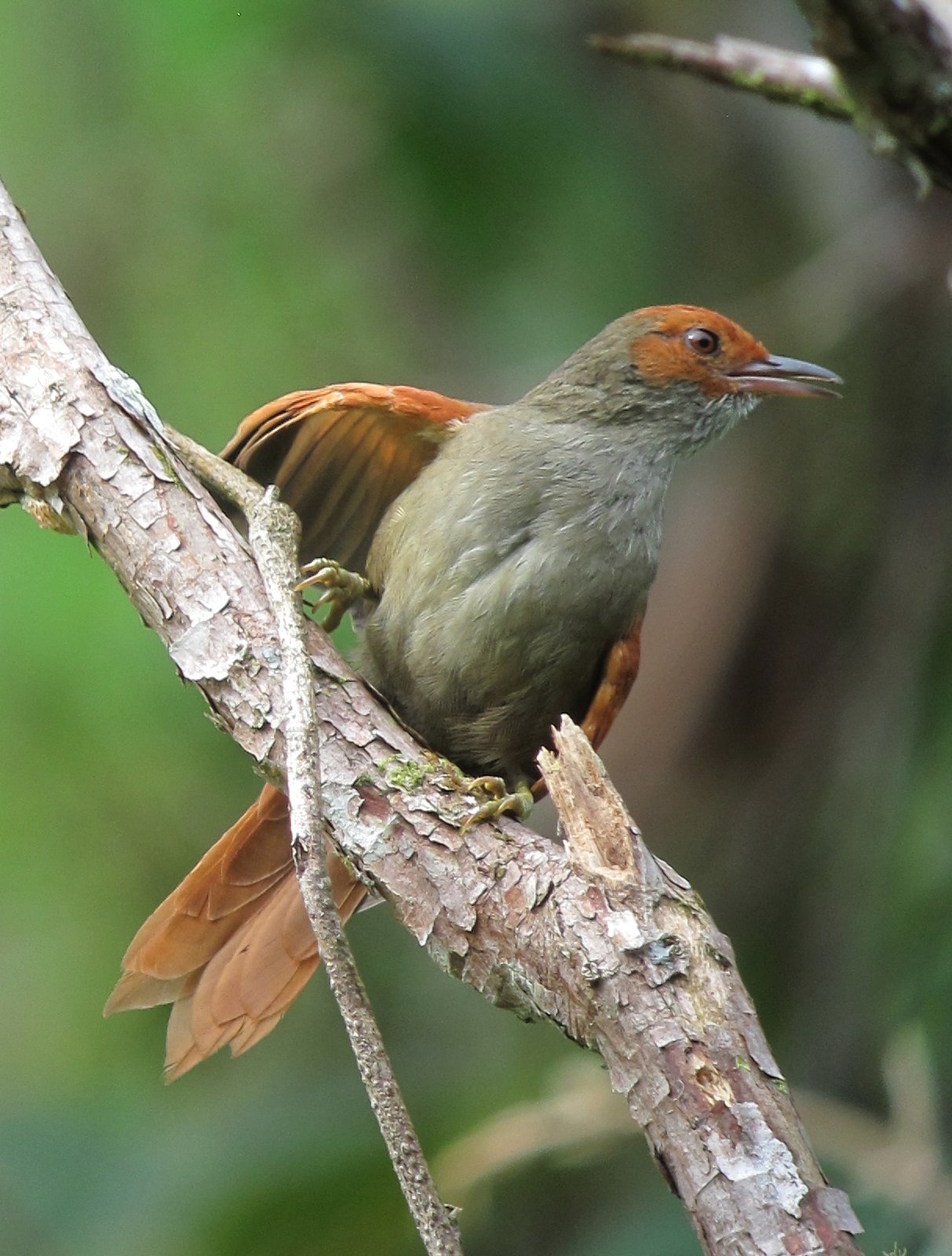 Roodwangstekelstaart (Cranioleuca erythrops)