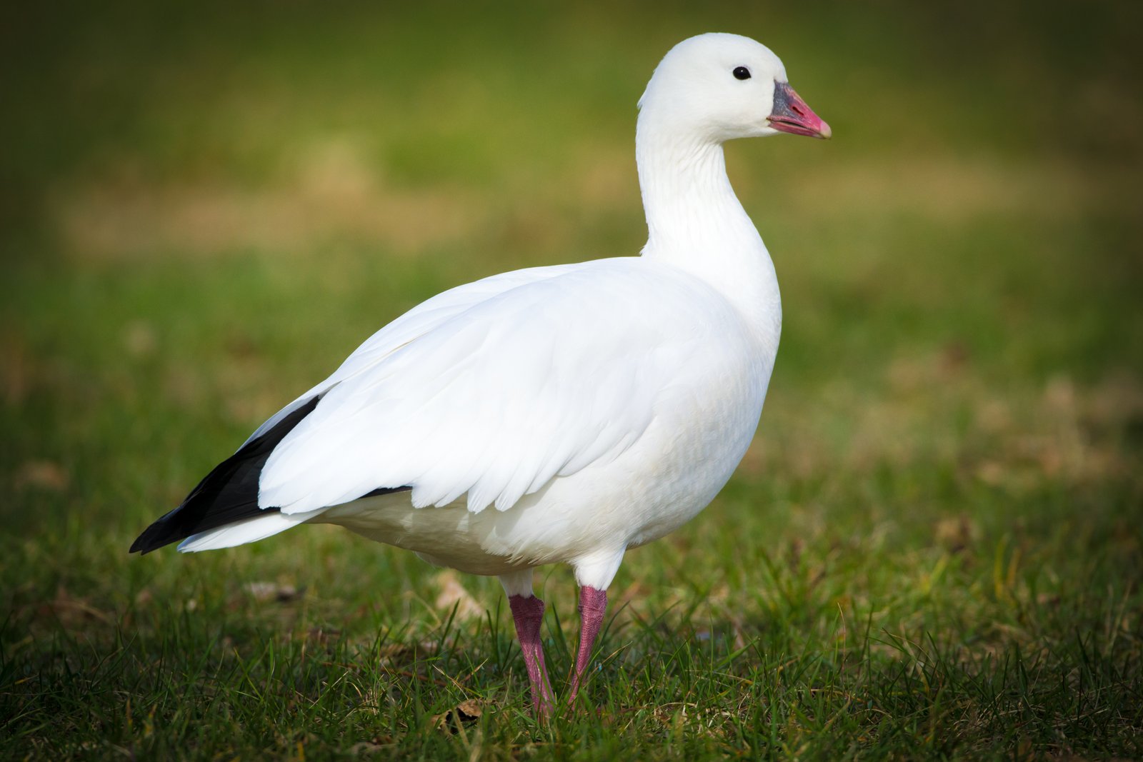 Ross' gans (Anser rossii)