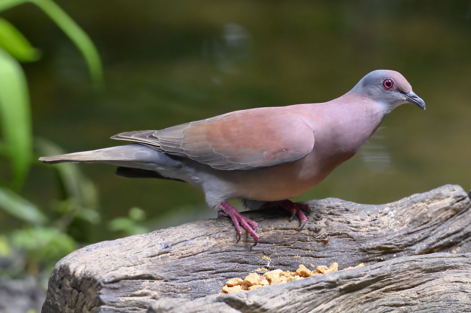 Rosse duif (Patagioenas cayennensis)