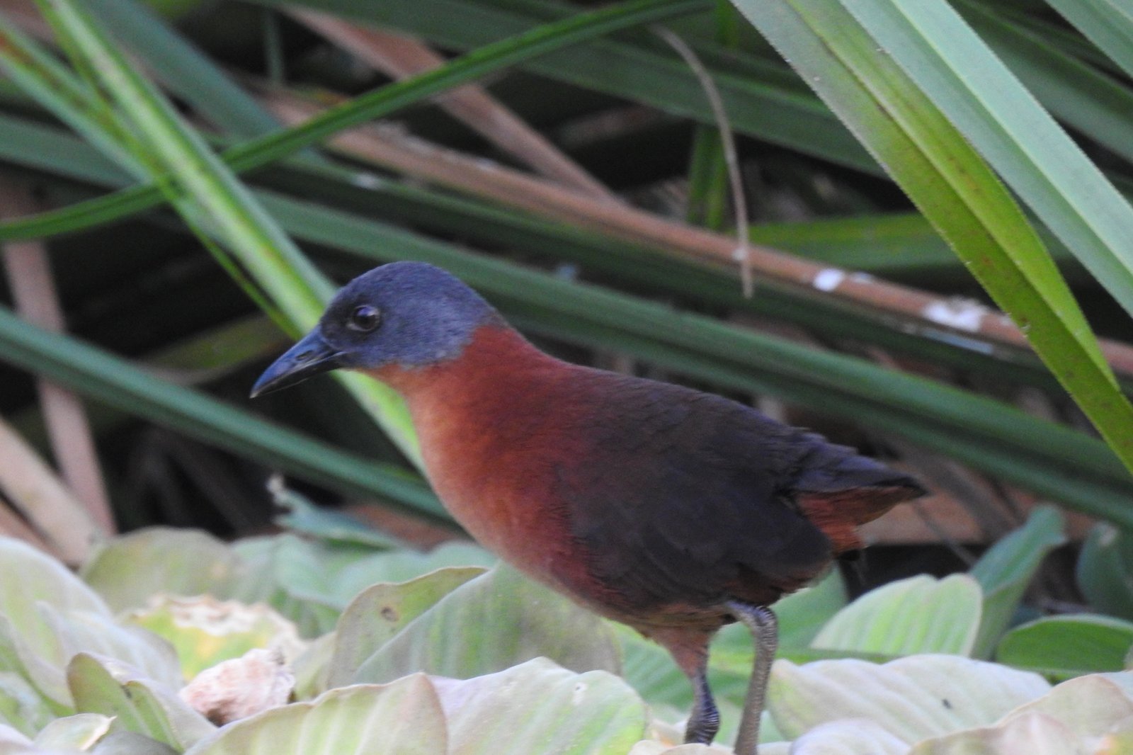 Rosse dwergral (Laterallus ruber)