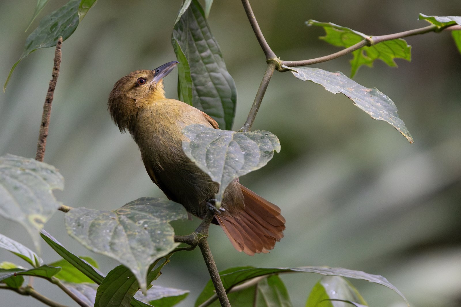 Rosse mierklauwier (Thamnistes anabatinus)