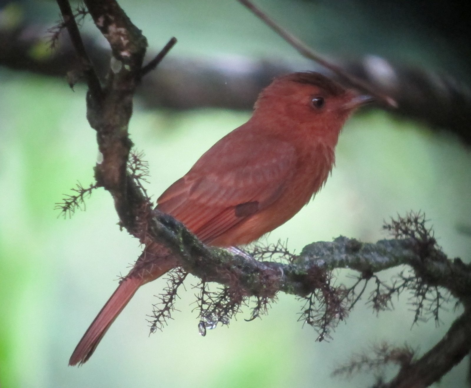 Rosse treurtiran (Rhytipterna holerythra)