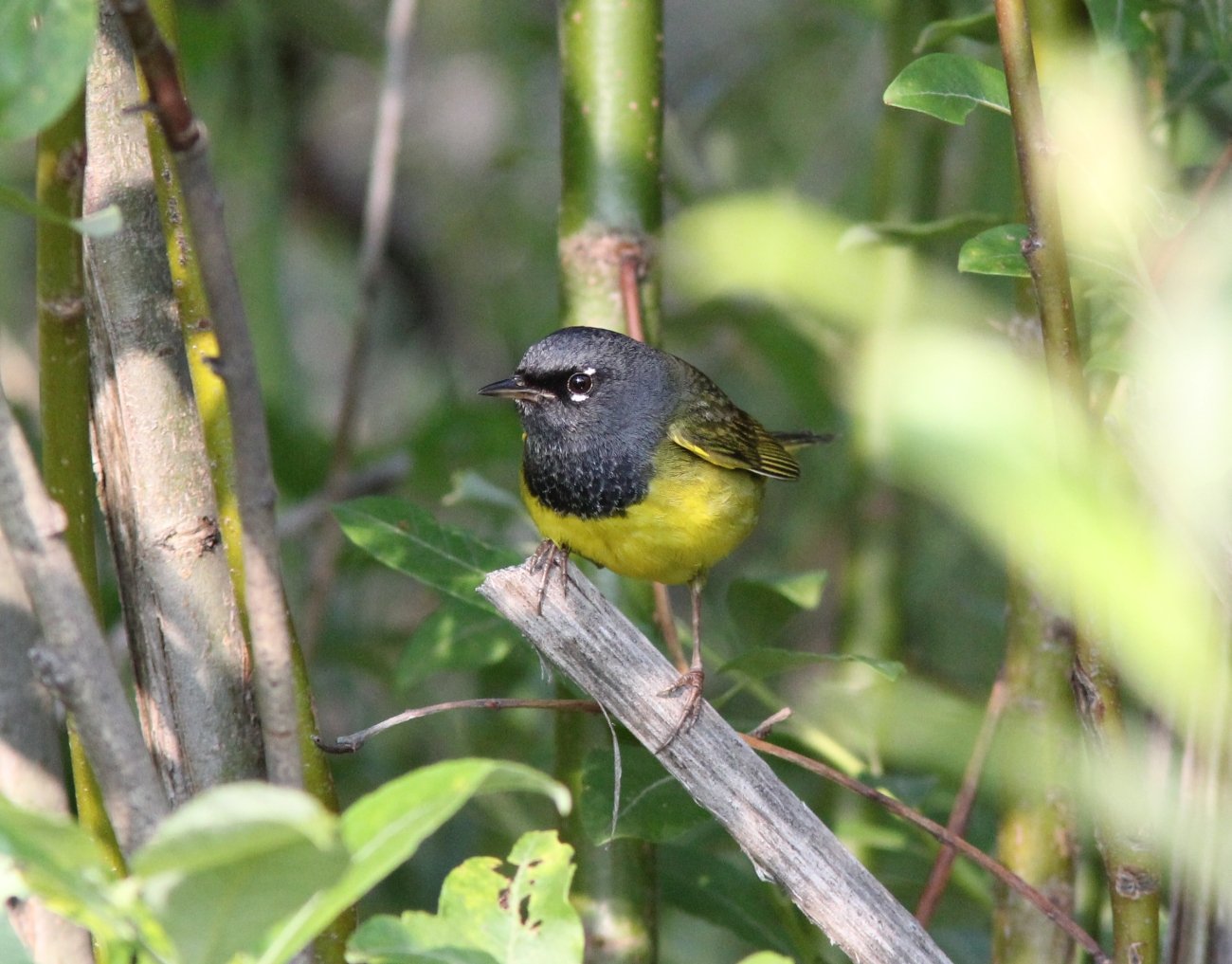 Rouwkopzanger (Geothlypis tolmiei)