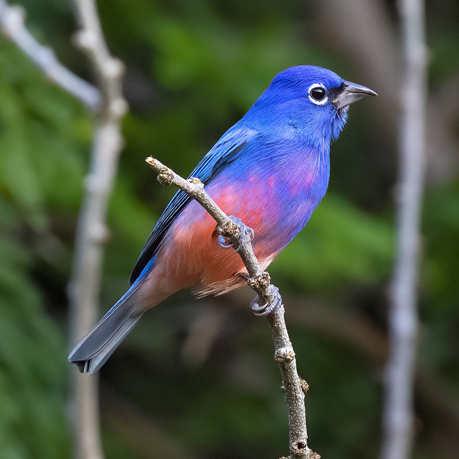 Rozebuikgors (Passerina rositae)