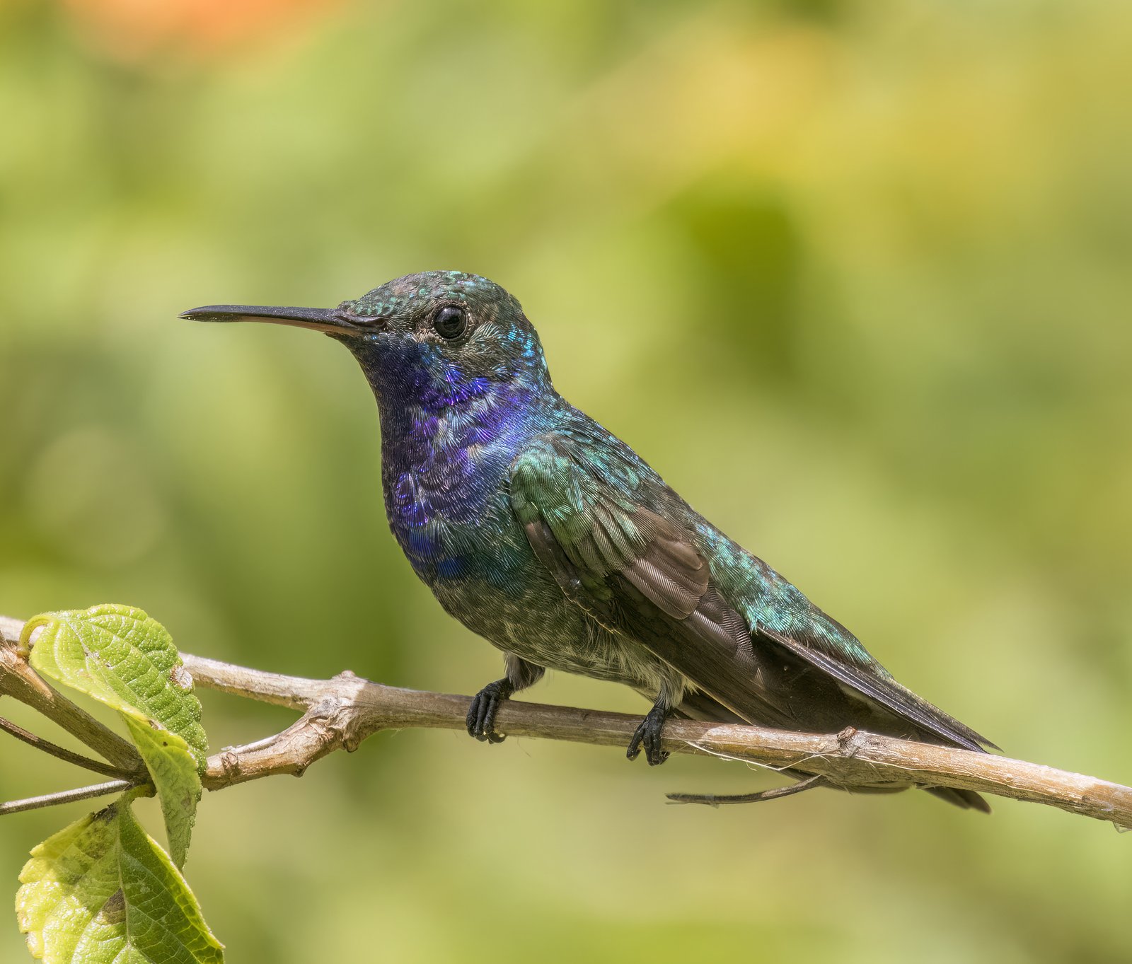 Saffierkeelkolibrie (Chrysuronia coeruleogularis)