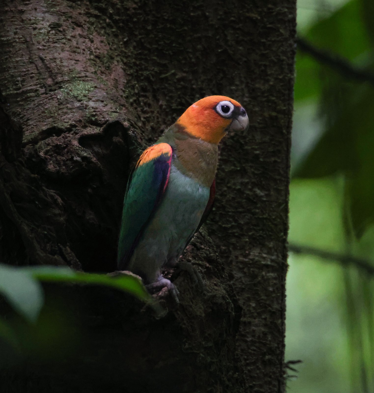 Saffraankoppapegaai (Pyrilia pyrilia)