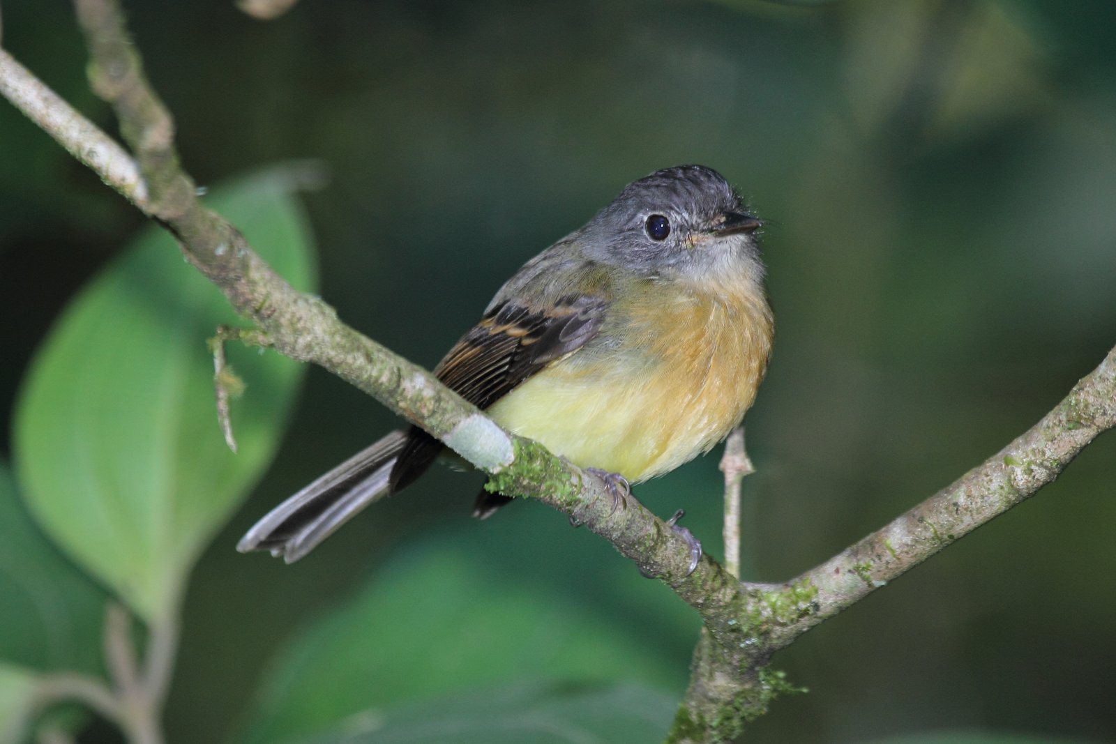 Salvins tiran (Aphanotriccus capitalis)