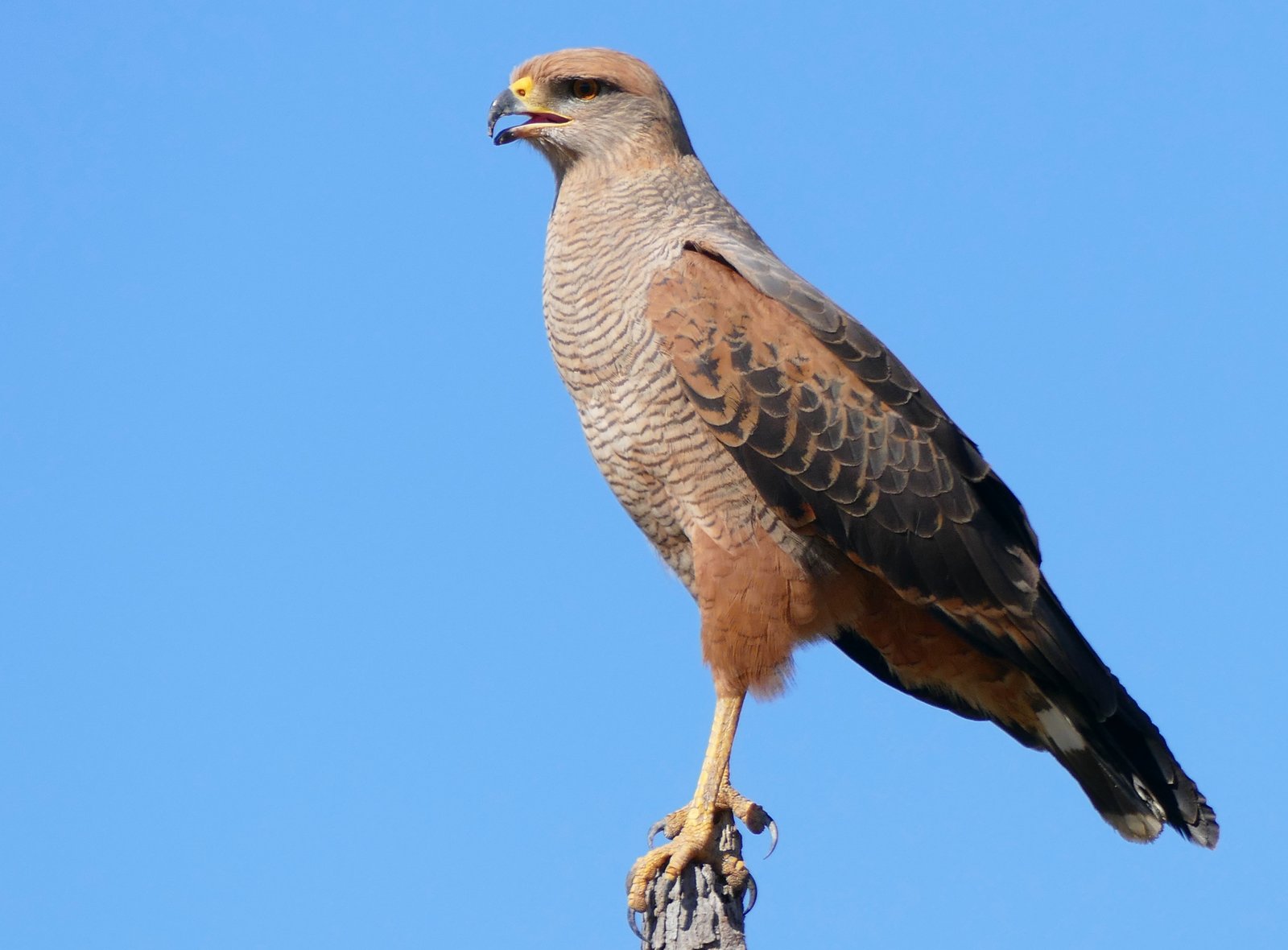 Savannebuizerd (Buteogallus meridionalis)