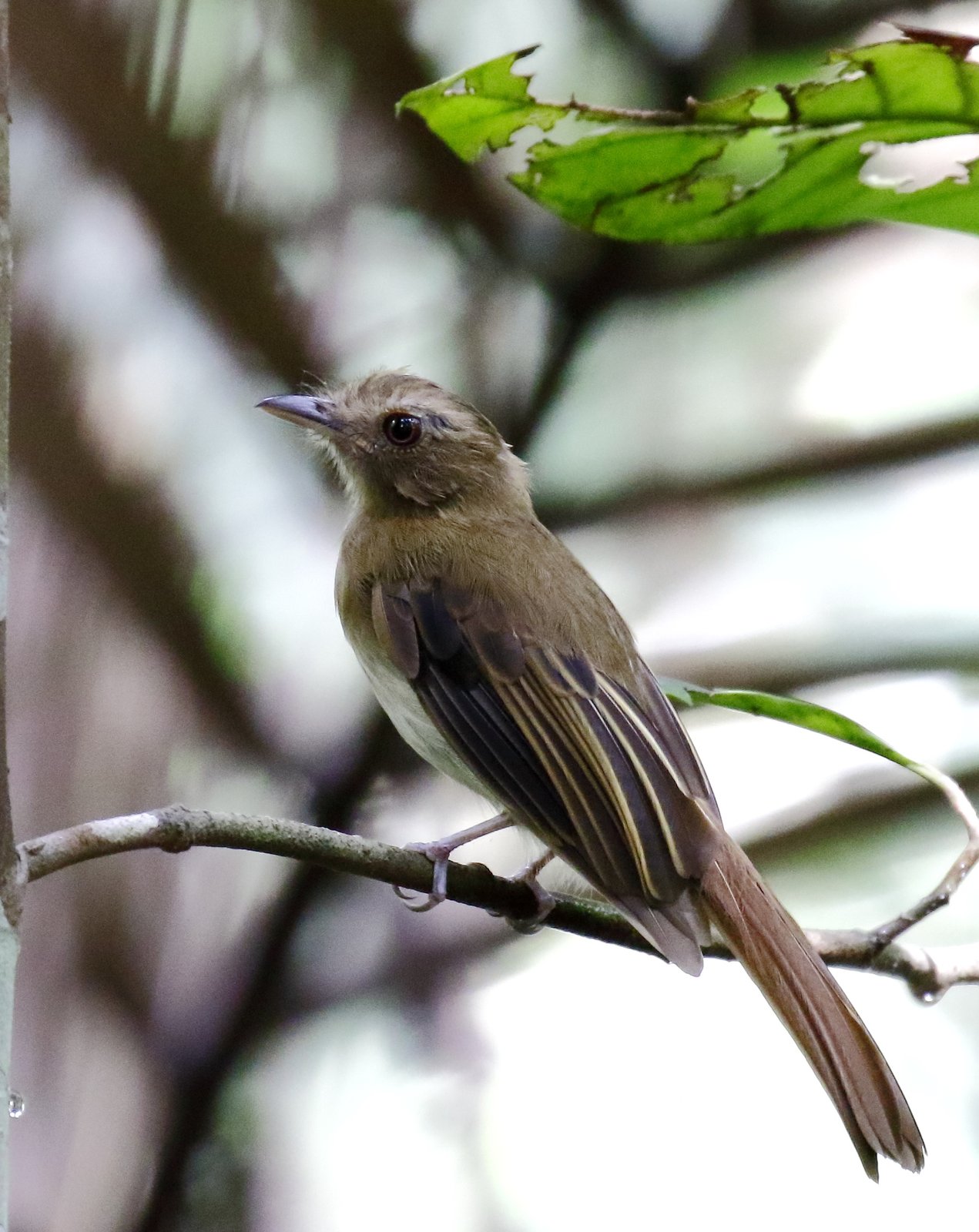 Schroefvleugeltiran (Cnipodectes subbrunneus)