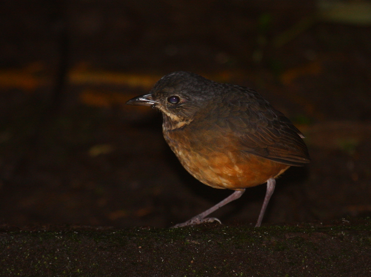 Schubkapmierpitta (Grallaria guatimalensis)